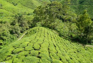 plantations de thé, cameron highlands, malaisie