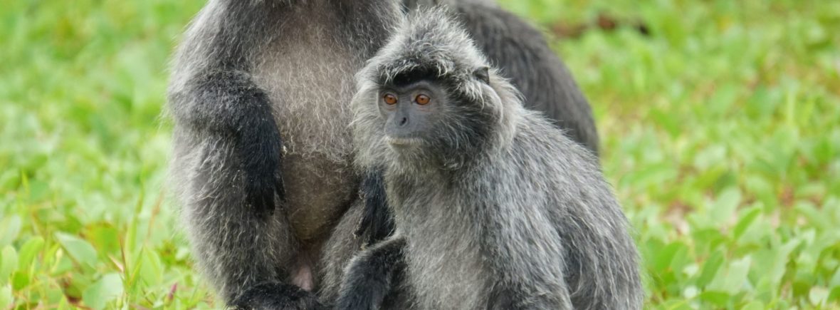 singes langurs, malaisie, bornéo, parc national de bako