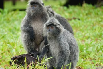 singes langurs, malaisie, bornéo, parc national de bako
